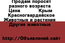 Продам поросят разного возраста › Цена ­ 2 500 - Крым, Красногвардейское Животные и растения » Другие животные   